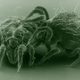 Illustration for article titled This Is The Tiniest Fight On The Planet